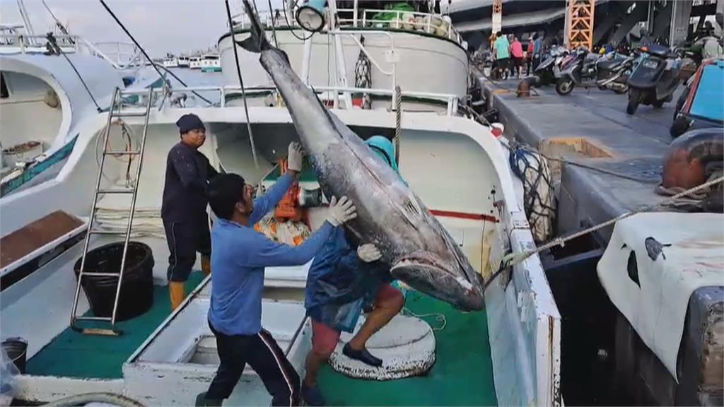 東港黑鮪魚爆大量! 單日捕獲438尾 創近10年新高