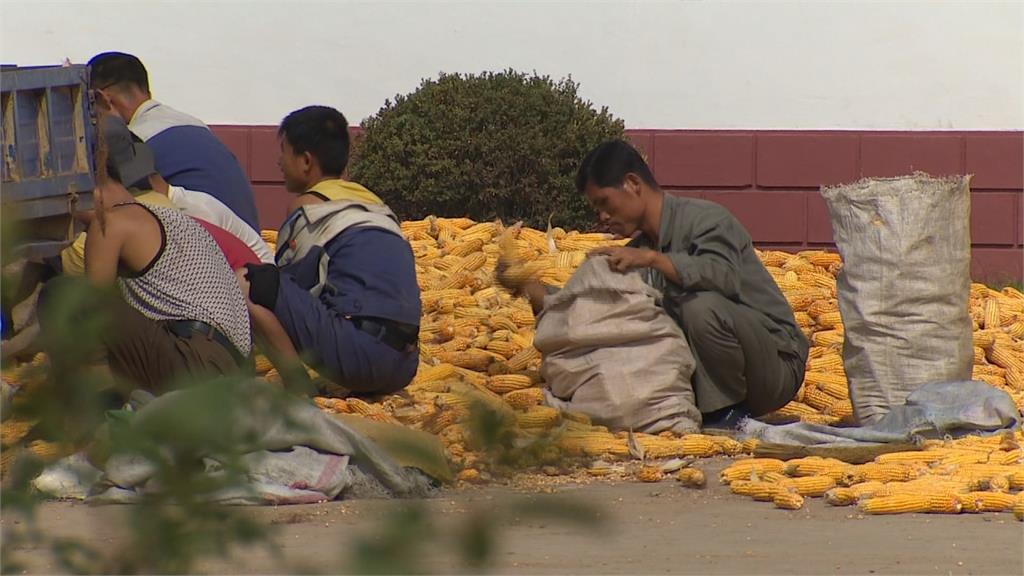 全球／北朝鮮再陷大饑荒？ 金正恩坦承：糧食狀況緊張