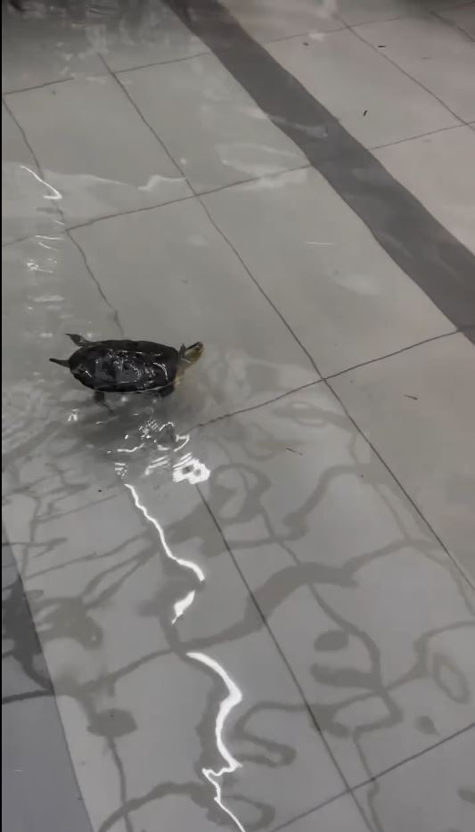 台南永康雨狂炸！水淹半個輪胎高　寵物烏龜車庫游泳"苦中作樂"
