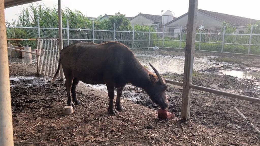 布朗尼？可麗露？月餅? 「水牛牌月餅」千萬毋湯呷