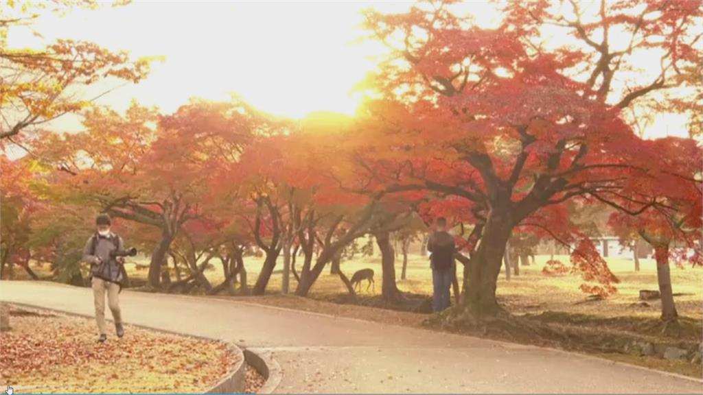 一掃疫情陰霾　日本關西迎楓紅　奈良公園湧踏青人潮