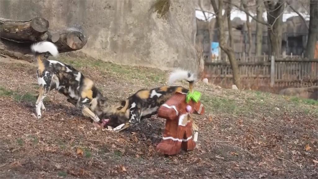 芝加哥動物園提前過耶誕 動物豪邁張嘴拆禮物