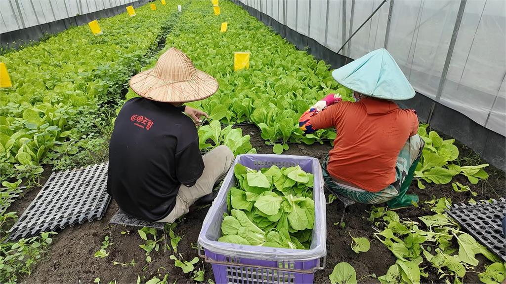 和山陀兒比誰手腳快！　這些地方農民搶收憂毀心血