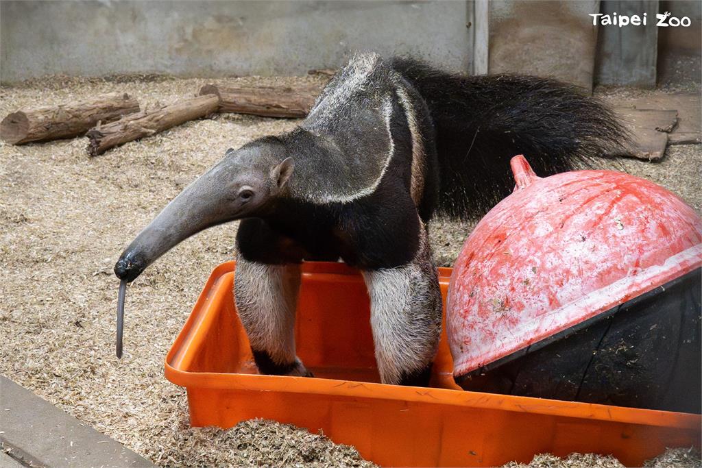 快新聞/大貓熊也過元宵節? 北市動物園備「塑膠湯圓」海廢浮球變玩具