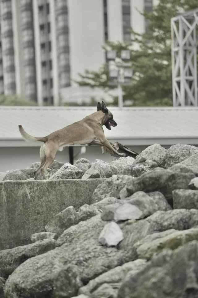 台灣搜救犬Sato挺進土耳其！探測廢墟突吠「這邊有反應」搶命畫面曝