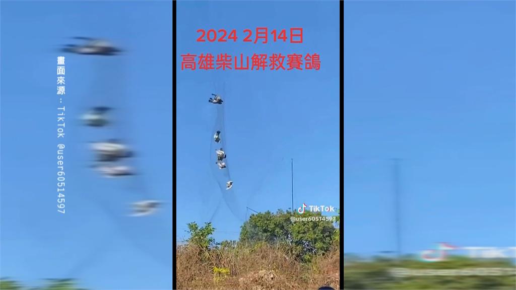 歹徒壽山軍事管制區內架網 賽鴿遭攔截! 恐面臨刑責