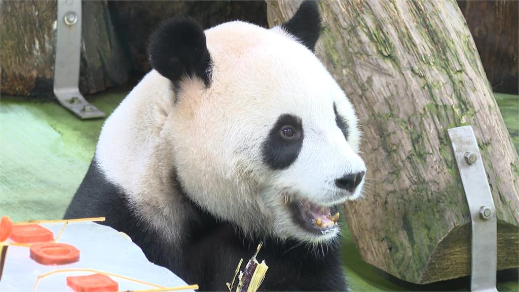 歲修開園首日迎圓寶5歲生日　食慾卻不佳！園方這樣解釋