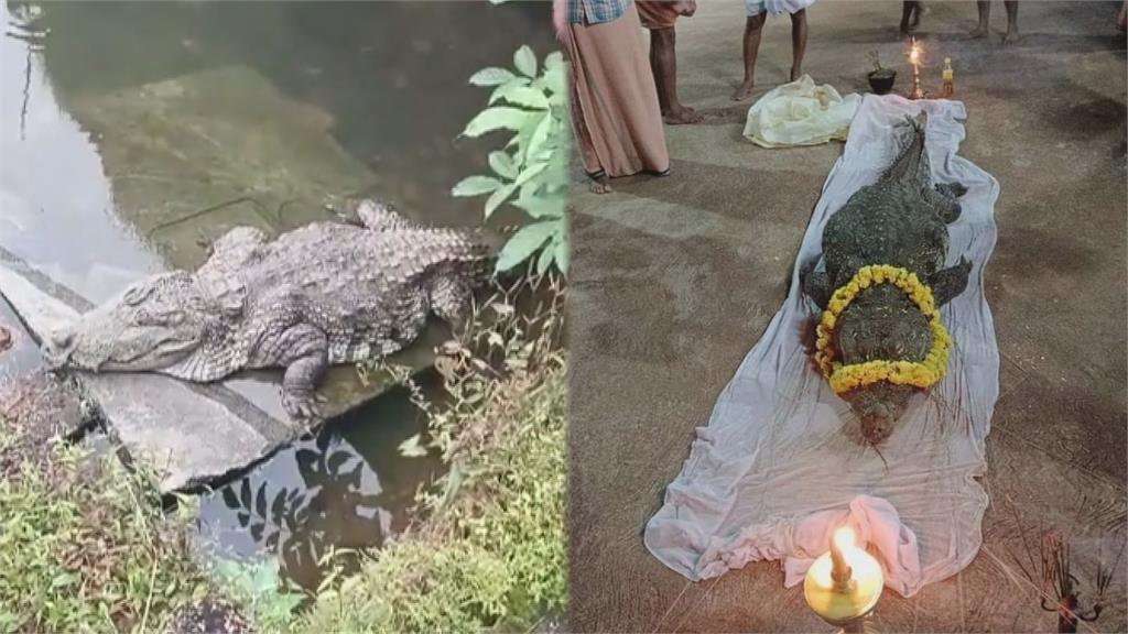 茹素70年鱷魚辭世！印度寺廟製冰棺舉辦葬禮　數百村民前往瞻仰聖體