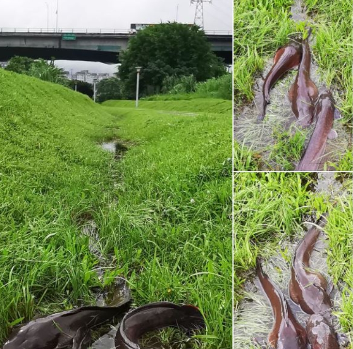 颱風走了！他河堤散步突見「肥美食材」網嗨翻：藥燉起來超讚