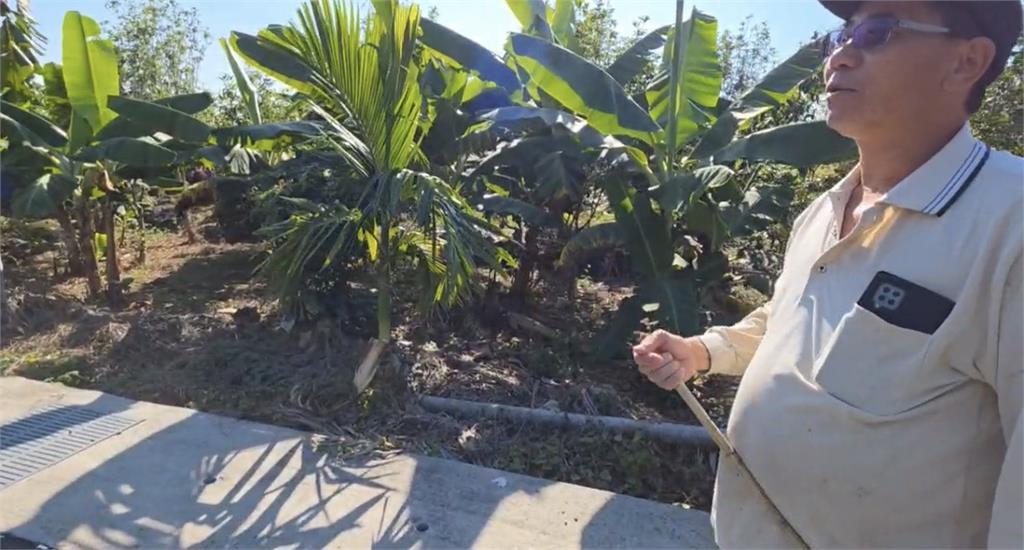 高雄、嘉義獼猴氾濫惹民怨 中常委陳情獲總統指示