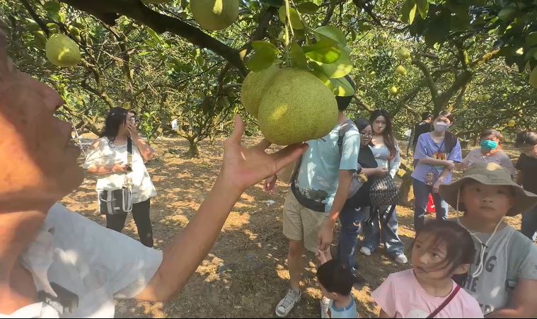 基隆七堵瑪陵柚子採收季到！　今年產量減少甜度飆升、價格上漲