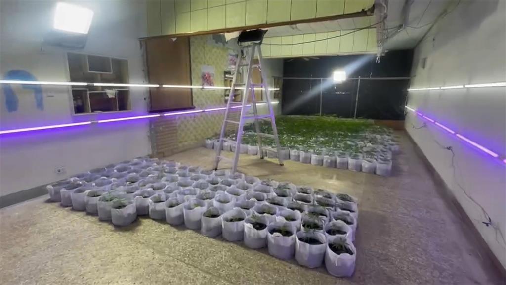 車行員工說服老闆轉行種大麻　警方查扣870株大麻市價逾6千萬