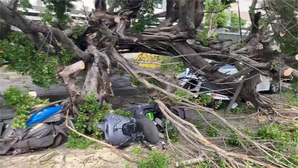 疑颱風連日下雨土石鬆軟　高雄路樹倒塌壓傷2騎士
