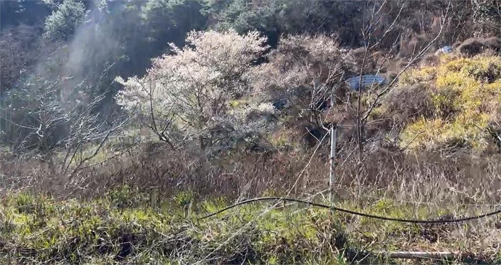 空拍影片太美!武陵農場2萬棵櫻花綻放 3km粉紅櫻花河超浪漫
