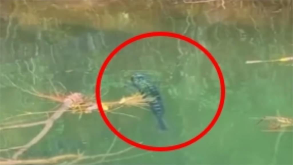 天冷「湖中惡霸」大爆發!4條巨胖魚虎成功落網…「最大尾14台斤」