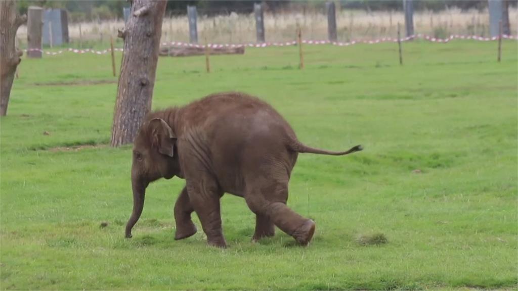 日本東山動物園大象受遊客歡迎 51歲母亞洲象「會幫飼養員整理水管」