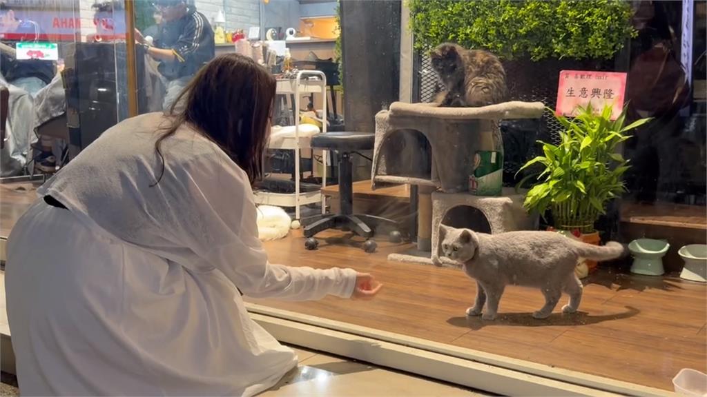 開到半夜的「夜貓美髮店」　親人「招財貓」賣萌攬客