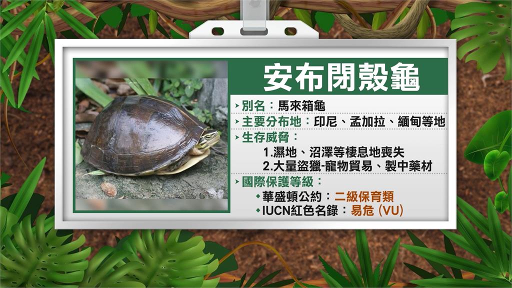 近10年罕見! 5.3公噸「保育類」龜板走私