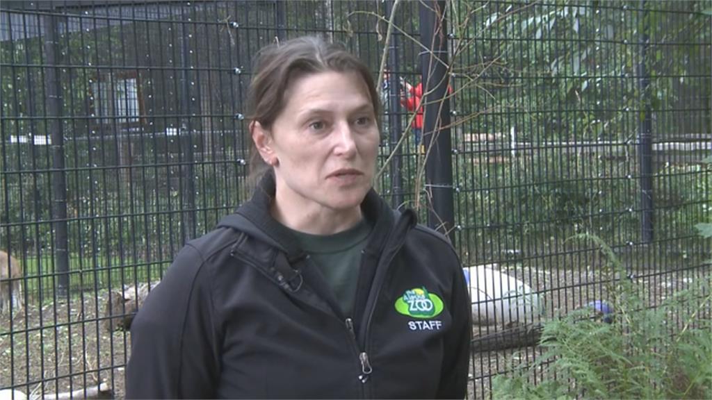 美國公園有熊出沒! 落單小熊被動物園收養逃過死劫