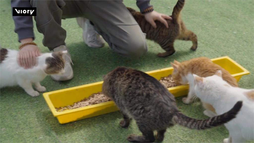 上海郊區小島當「浪貓庇護所」　500隻貓咪等待認養