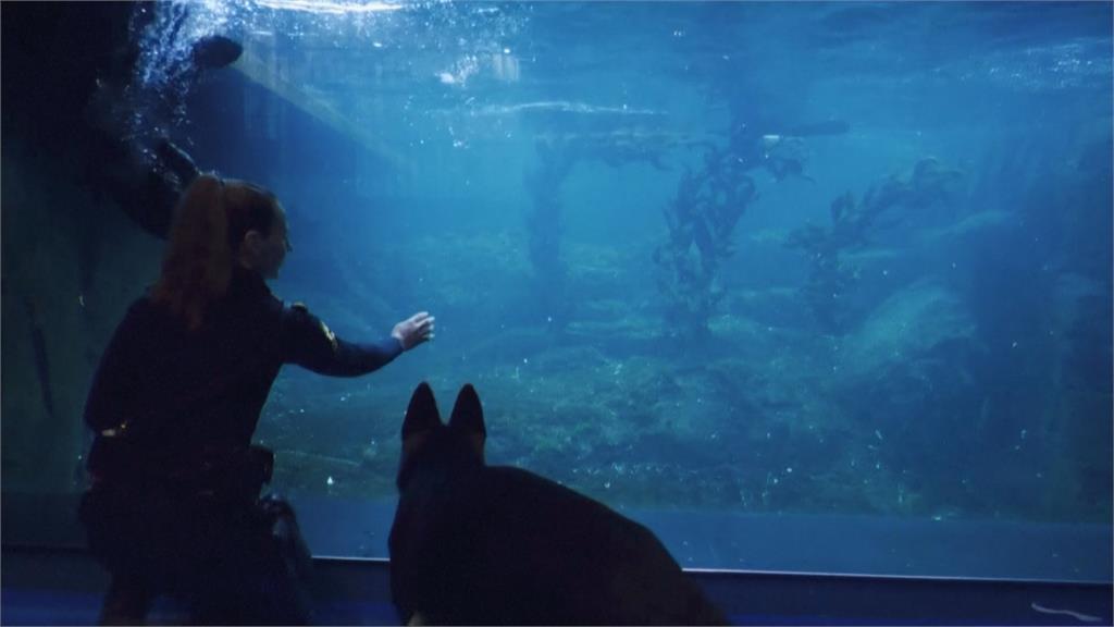 丹麥警犬新課程! 訓練師帶幼犬到水族館熟悉人群