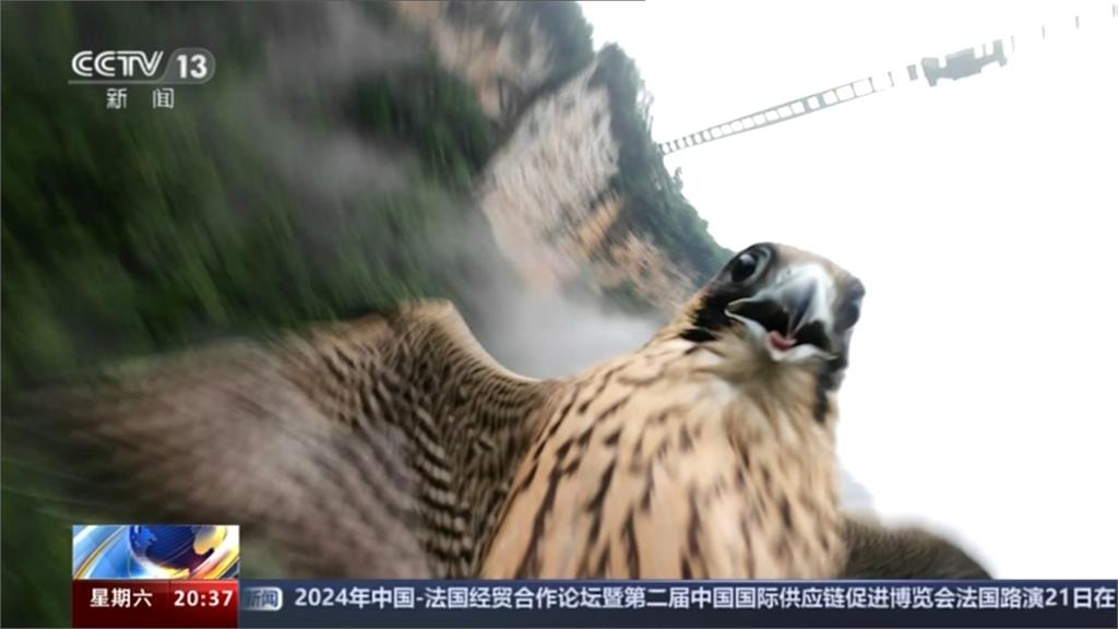 遊隼被空拍機撞到！　驚恐可愛表情全被拍下