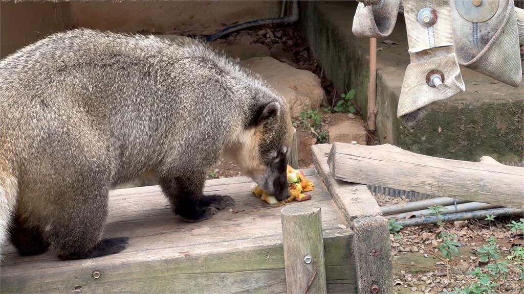 新竹動物園歡慶中秋佳節　推出特製月餅讓動物一同慶中秋