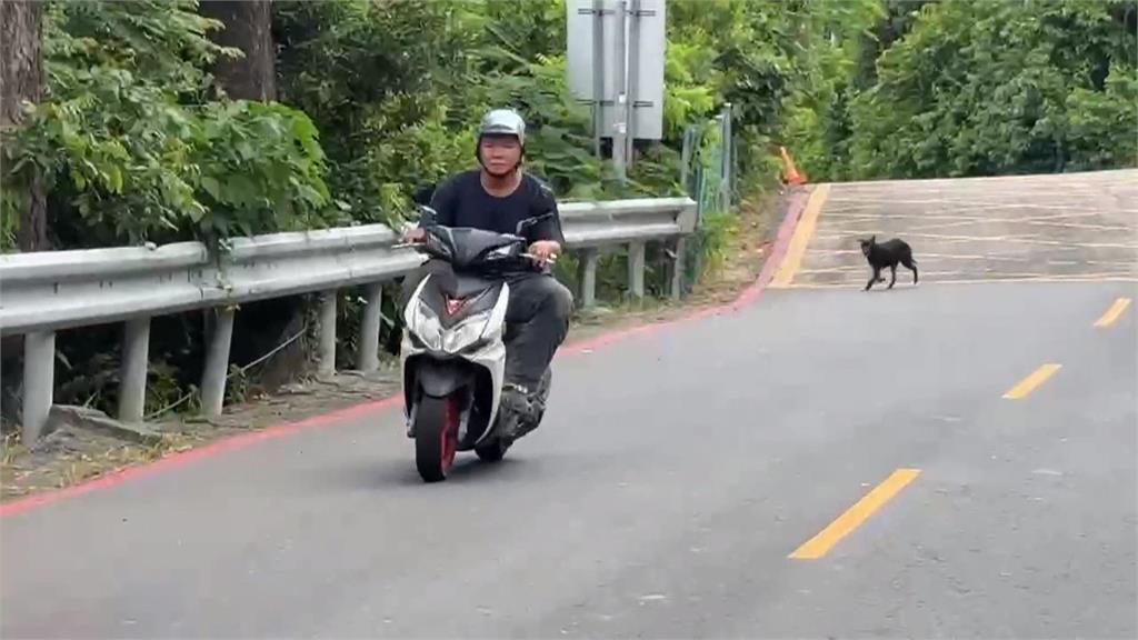 高雄壽山野狗成群亂竄！　親子騎車兜風被追嚇壞