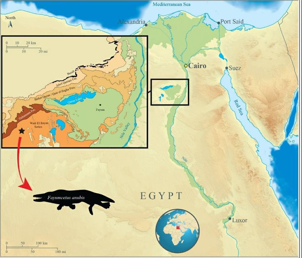 考古重大發現！ 埃及出土新品種史前鯨魚　有尖牙和四隻腳