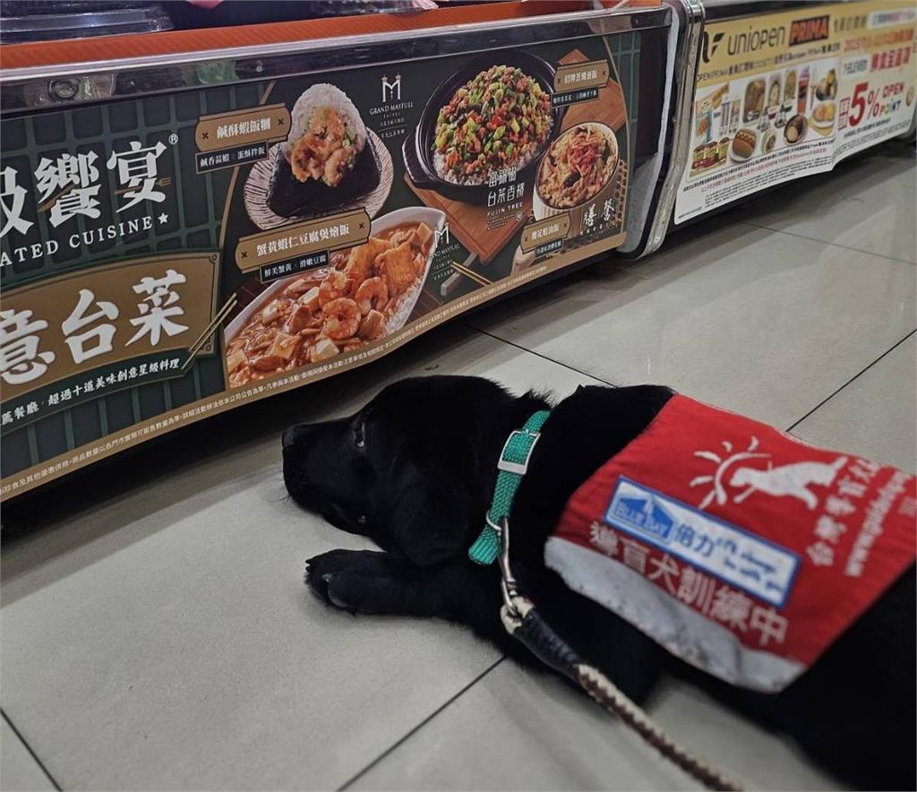 導盲犬「超幼實習生」整尊癱倒賣場食物櫃!網嘆「折騰狗生」反轉真相曝光