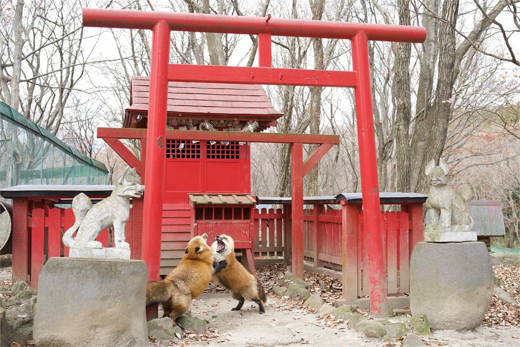 日本稻荷神社前驚見「2狐狸比相撲」！網笑翻：神使也會打架？