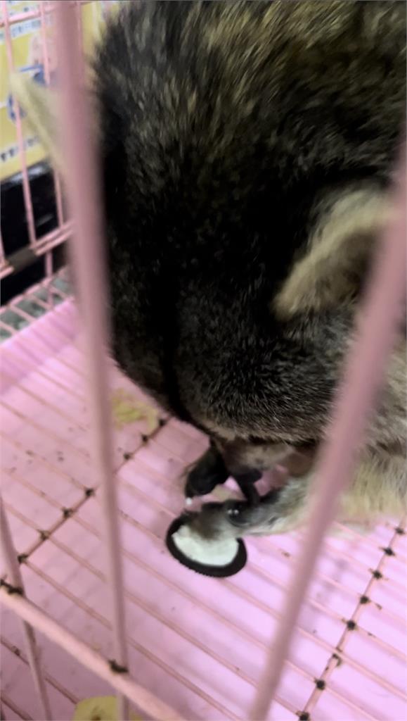 「阿嬤養的浣熊」超挑食! 愛吃巧克力、夾心還會轉開吃