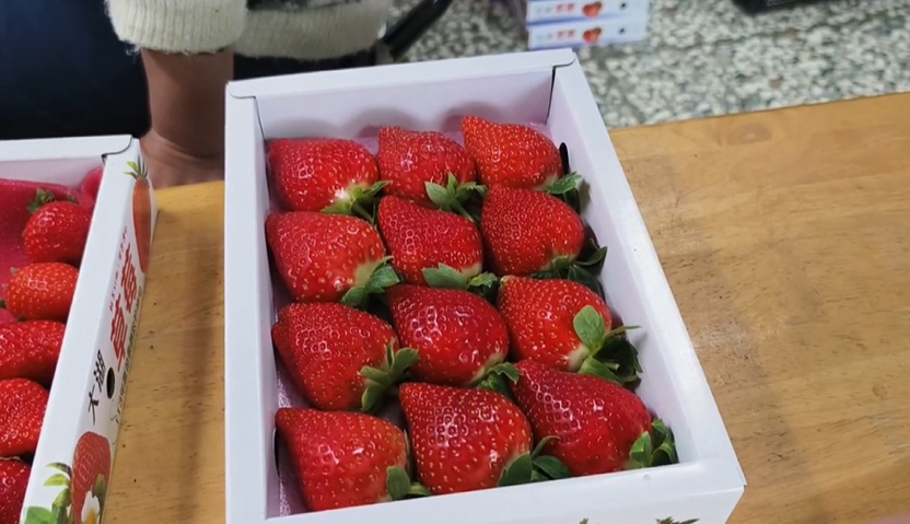 病蟲害影響+年前需求旺盛　草莓價格大漲　零售每斤恐飆破600元
