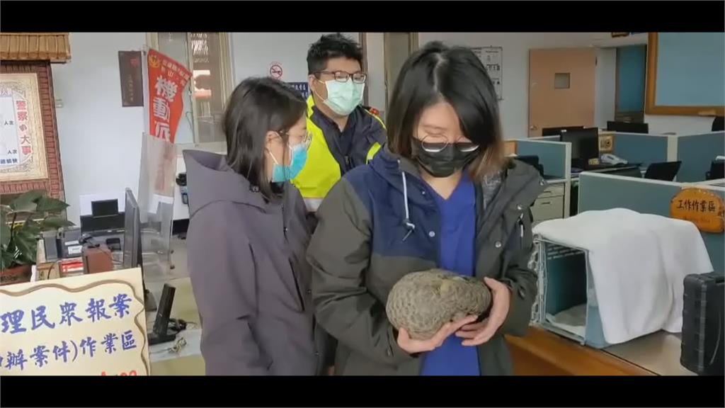 怎麼有顆大石頭?民眾移開發現竟是穿山甲