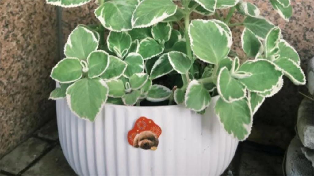 不是普通盆栽！　寶貝寵物骨灰樹葬「被偷走」　警調監視器找回