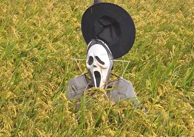 嚇鳥還是嚇人？　　台中「稻草鬼人」爆紅