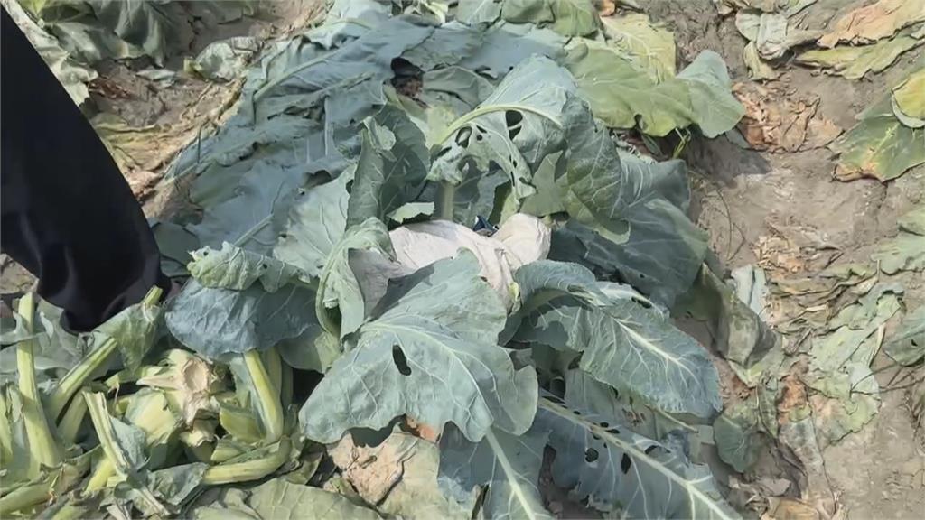 雲林花椰菜大盜！３分鐘熟練採收　農民監視器蒐證、警方循線逮兩嫌