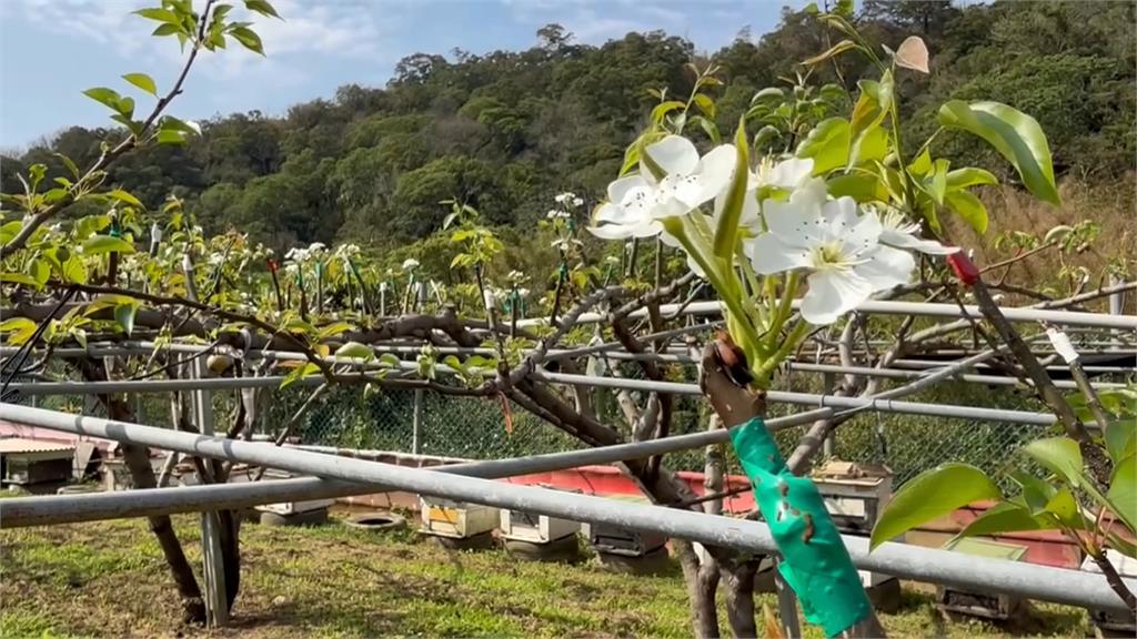 忽冷忽熱! 新竹高接梨梨穗損失慘重 縣府喊話中央救助