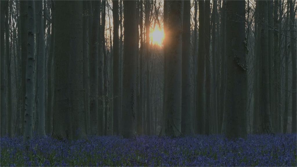 「紫色花毯」超夢幻　哈勒森林風信子花季來了