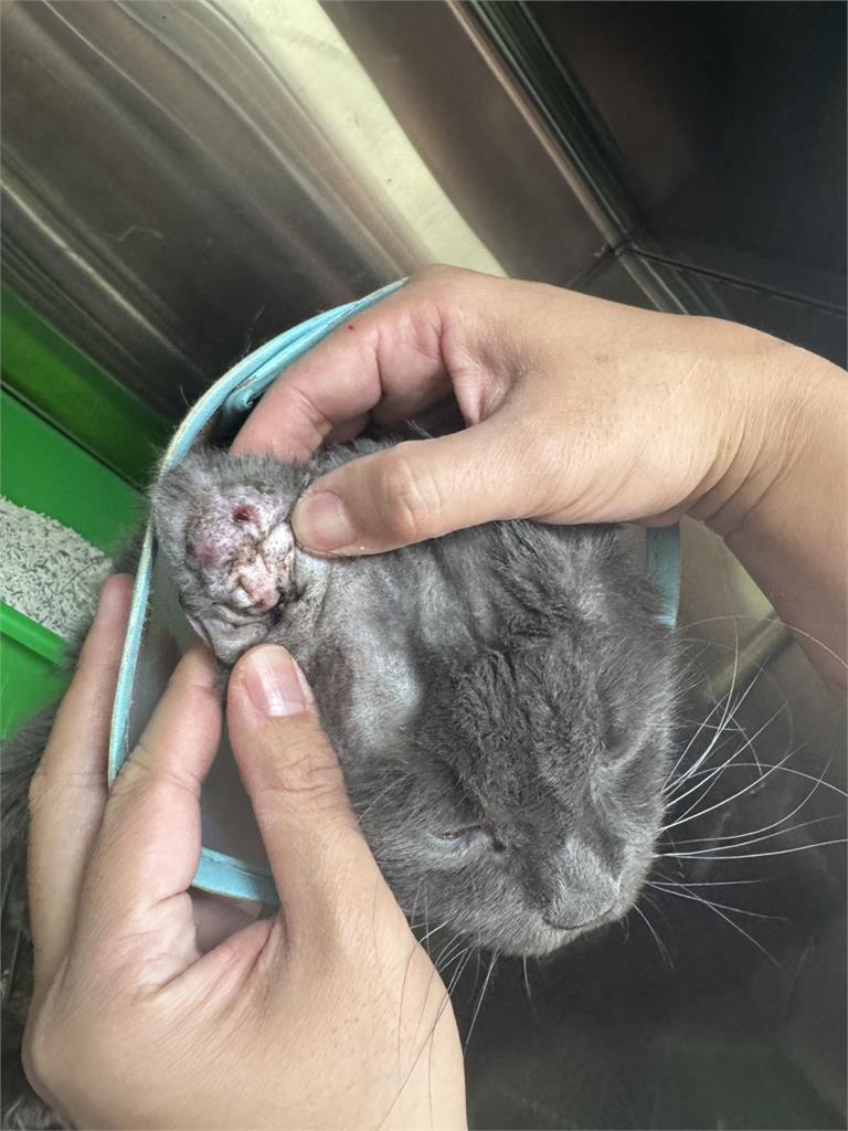 快新聞／桃園破獲非法繁殖場！36隻緬因貓滿身是病　動保人士：業者已第3次被抓