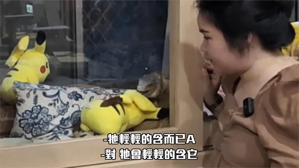 綠鬣蜥發情超危險?伸手指牠「狂撞玻璃」想咬 達人嘆:最煎熬的時刻