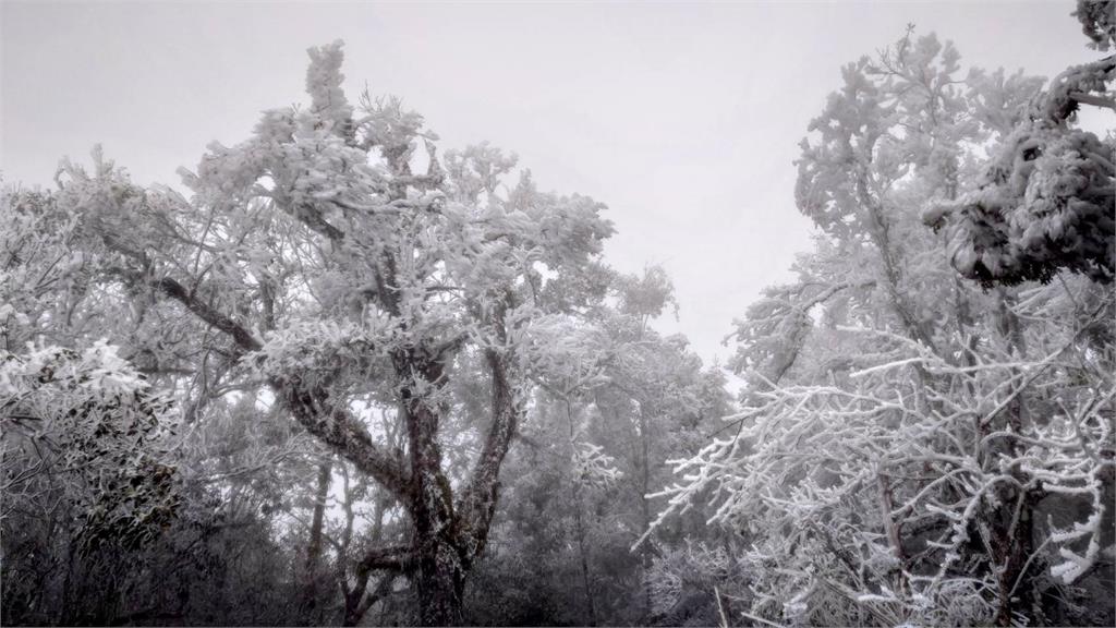 追雪族衝了! 太平山國家森林遊樂區入園人數破3千
