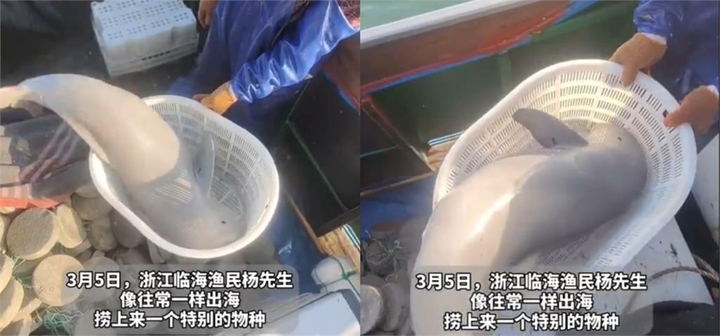 中國漁夫撈到圓滾滾「銀白海獸」！真實身分曝光竟是「極度瀕危生物」