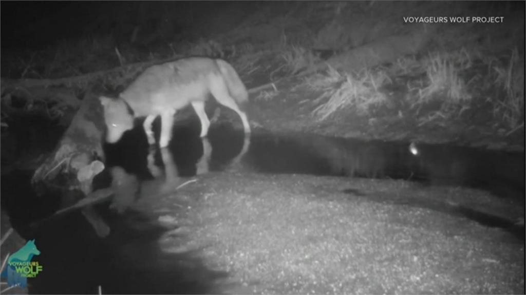 天生的獵食高手 野狼覓食還會化身「捕魚狼」