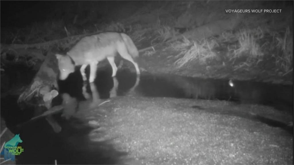 天生的獵食高手　野狼覓食還會化身「捕魚狼」