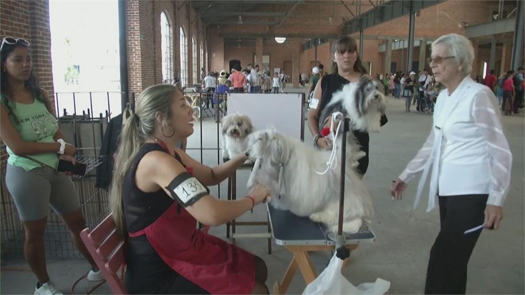 可愛大眼+蓬鬆毛髮 古巴特產「哈瓦那犬」萌度破表