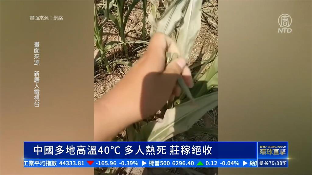 熱浪來襲！中國河南高溫飆44度　蚊子、螞蟻活活熱死
