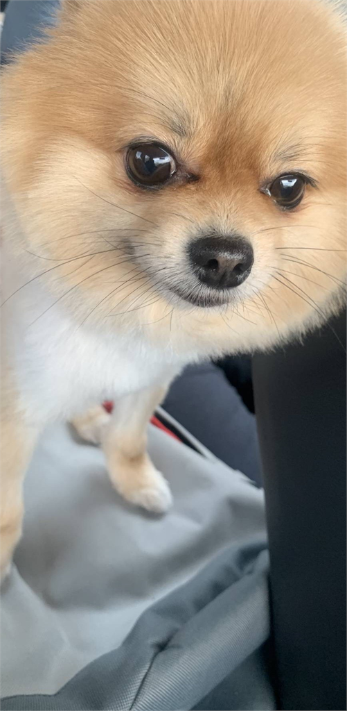 快新聞/涉犯祖孫滅門血案!24歲妹婿還帶狗逃亡 遭警壓制畫面曝光