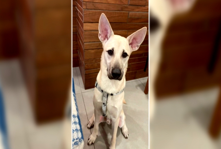 台東米克斯犬"米腸"走失! 送養人開20萬高價急尋