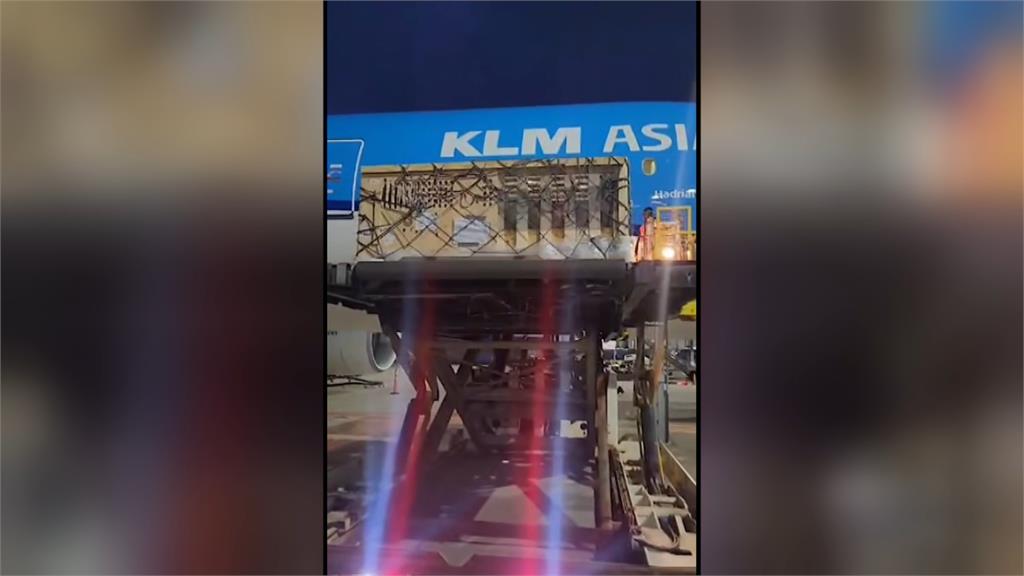 荷蘭航空載運百頭豬 機組人員難耐「惡臭」迫降百慕達